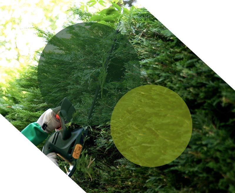 taille de haie châlons sur saone