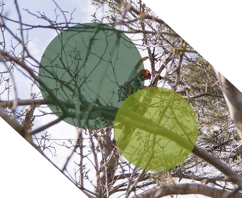 élagage châlons sur saone