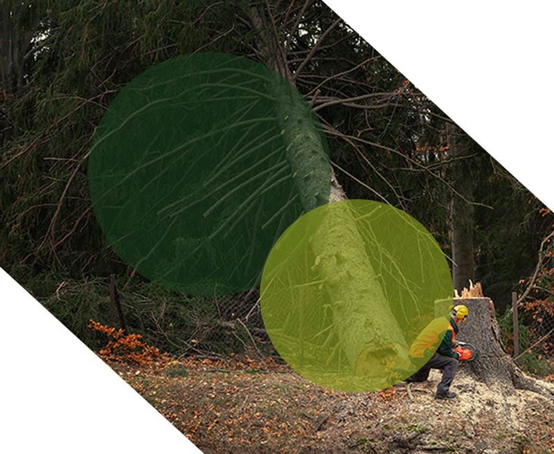 abattage arbre châlons sur saone